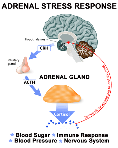 Adrenal Hormones